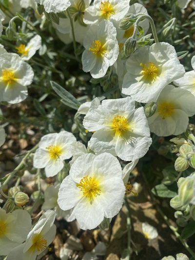 Helianthemum 'The Bride' 